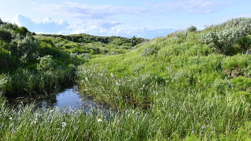 Deshielo del Ártico deja al descubierto varios oasis con amapolas y manzanillas en medio del permafrost