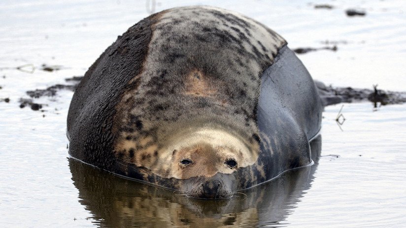 Una foca ayuda a detener a traficantes que escondían una tonelada de droga