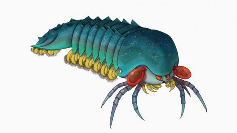 Describen una nueva especie de 500 millones de años, "combinación de temor y belleza"