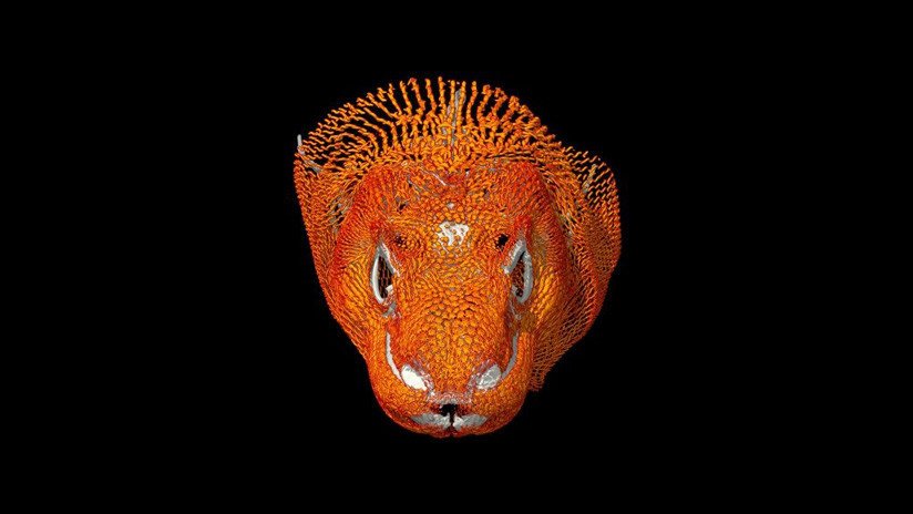 Descubren que el varano más grande del mundo lleva casco