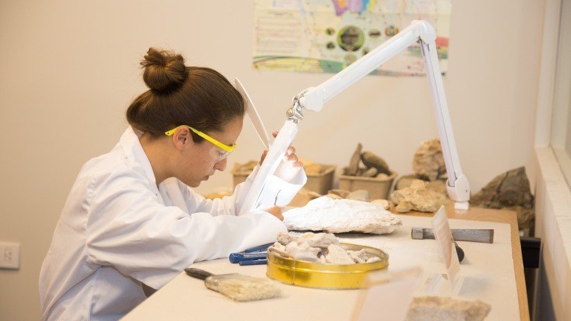 Hallan en Rusia restos de anfibios que vivieron hace más de 200 millones de años