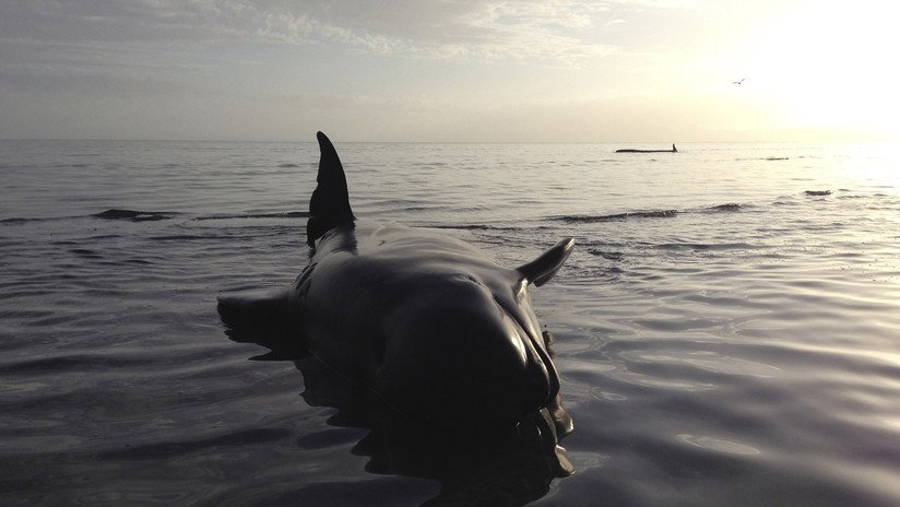 VIDEO: Manada de delfines se agrupa para darse apoyo antes de ser matados por cazadores