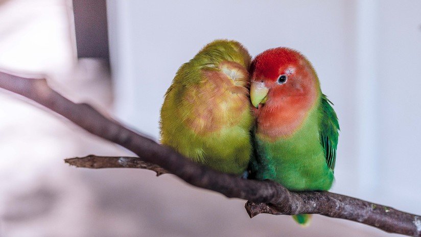 EE.UU. y Canadá han perdido casi el 30 % de sus aves en los últimos 50 años