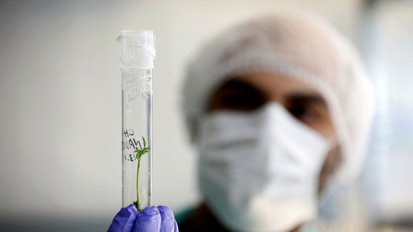 Estas bacterias intestinales producen su propio alcohol y dañan los hígados de las personas que no beben