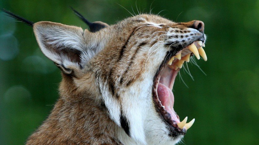 FOTOS:  Una mujer recoge a un lince herido y lo coloca dentro del auto junto a su hijo de 3 años