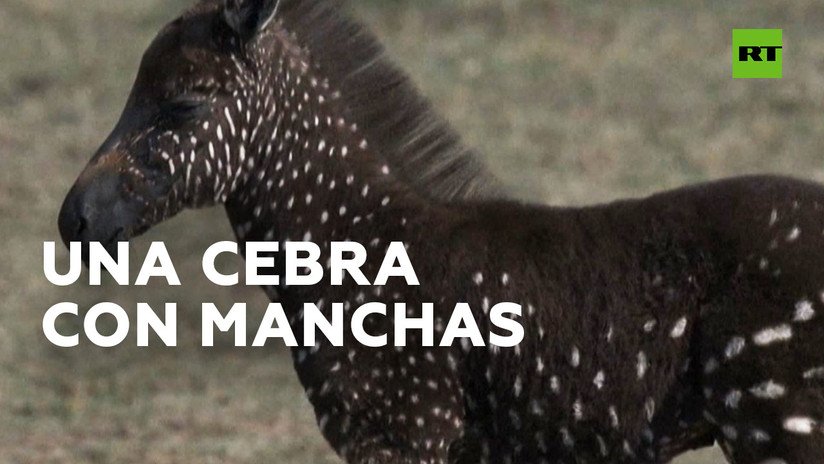 Descubren una cebra con manchas en lugar de rayas