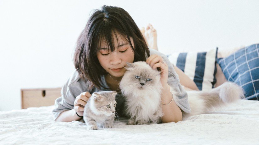 Demuestran que los gatos sienten el mismo afecto por sus dueños que los niños por sus padres