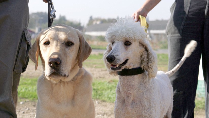 Labradoodle: Crían al perro guía ideal y obtienen un 'Frankenstein' canino (FOTOS)