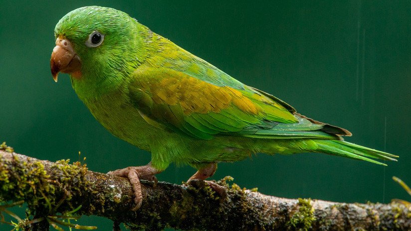 VIDEO: Una mujer regala un perico al presidente López Obrador arrojándolo en su vehículo