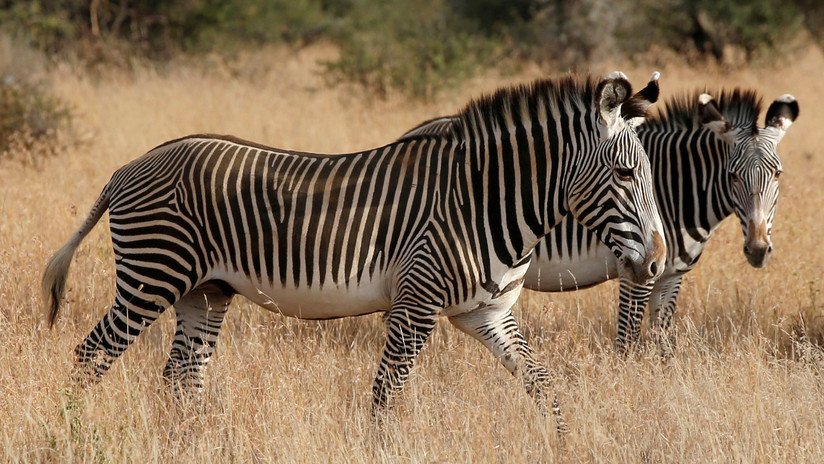 Cazadores de trofeos matan cebras en peligro de extinción por diversión y publican sus fotos en la Red con chistes