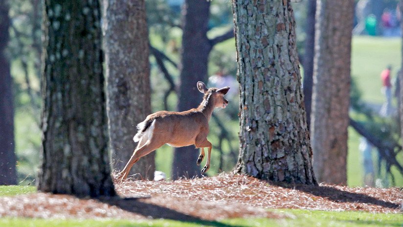 VIDEO: Un ciervo salta por encima de una mujer que repostaba su auto en EE.UU.