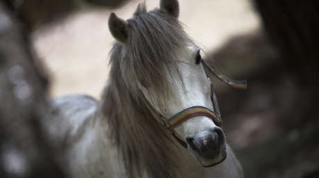 VIDEO: Filman a un caballo miniatura a bordo de un avión de American Airlines
