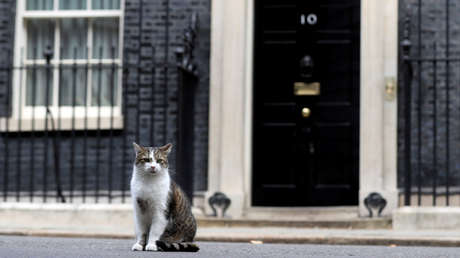 "Downing Street se está echando a perder": Un nuevo inquilino de la residencia del primer ministro británico se une al gato Larry (FOTO)