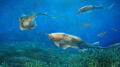 Científicos revelan las causas de una de las mayores extinciones en masa de la historia