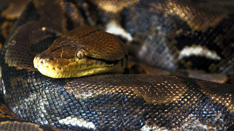 VIDEO: Una enorme pitón regurgita a una cabra de 40 kilos