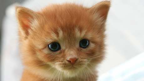 VIDEO: Dos hombres lo dejan todo y paran el tráfico para salvar a un gatito