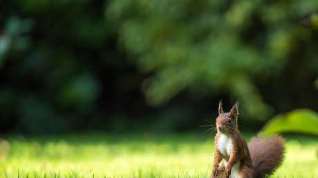 La conmovedora fotografía de una ardilla que abraza una flor conquista los corazones de los internautas