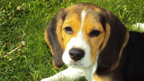 Más de 20 perros mueren en Noruega por una misteriosa y "muy grave" enfermedad