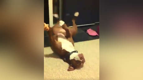 "Digno de un premio Oscar": Perro finge un desmayo para evitar que le corten las uñas (VIDEO)