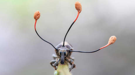 Captan a un hongo 'zombi' que crece desde el interior de un escarabajo