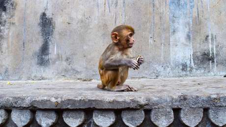 Desacreditan en monos y humanos uno de los elementos fundamentales de la economía