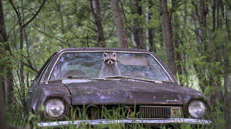 Las mejores fotos de vida silvestre: los finalistas de 'El fotógrafo del año de la naturaleza salvaje' 2019