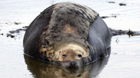 Una foca ayuda a detener a traficantes que escondían una tonelada de droga
