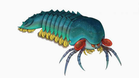 Describen una nueva especie de 500 millones de años, "combinación de temor y belleza"