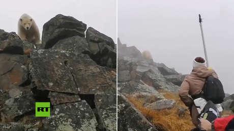 VIDEO: Un oso polar casi ataca a un equipo de RT que filmaba un documental en la tundra rusa