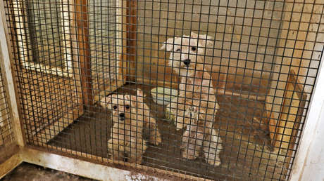 Dos mujeres arrestadas tras el rescate de más de 40 perros enjaulados en un deplorable criadero clandestino en EE.UU.