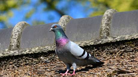 VIDEO: Un político critica en televisión el problema de los excrementos de palomas (y el karma es instantáneo)