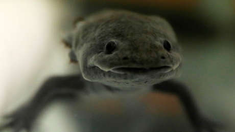 Descubren una nueva especie de salamandra gigante que podría ser el anfibio más grande del mundo