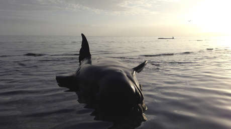 VIDEO: Manada de delfines se agrupa para darse apoyo antes de ser matados por cazadores
