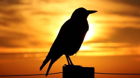 Un ciclista muere al huir del ataque de una urraca