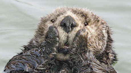 No intente contener la risa: Las mejores fotos cómicas de fauna salvaje de 2019