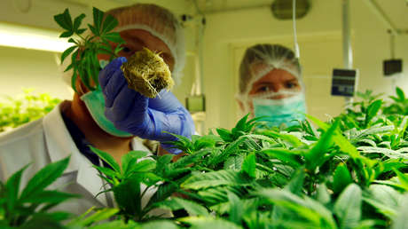 La Asamblea Nacional de Ecuador aprueba el uso medicinal del cannabis