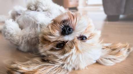 Un perro enferma gravemente tras comerse una galleta de cannabis tirada en un parque (VIDEO)