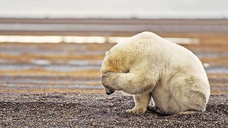 Así es la 'tétrica' estatua de oso que da la bienvenida a una de las ciudades más al norte de Europa (FOTOS)