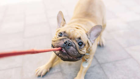 Correas, pajitas de plástico y luces navideñas: Trump exime a 400 productos chinos del arancel del 25 %