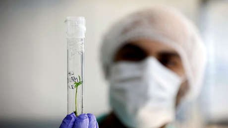 Estas bacterias intestinales producen su propio alcohol y dañan los hígados de las personas que no beben