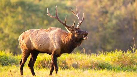 Un grupo de ciclistas salvan a un ciervo de morir ahogado en España (VIDEO)