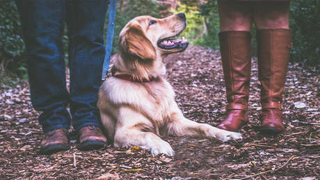 Los 'sabuesos' fueron sus amos: Una pareja de EE.UU. localiza a su perra tras 57 días de intensa búsqueda