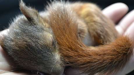 "Crueldad animal": hallan a cuatro crías de ardilla sobre una vía de tren en EE.UU. con sus colas atadas
