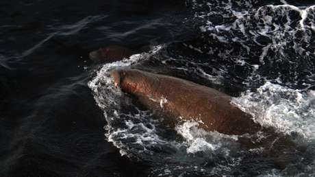 Una morsa hunde un bote con científicos de la Marina rusa en el Ártico