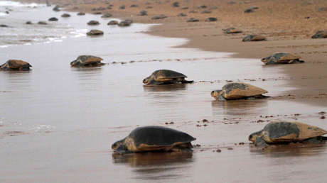 VIDEO: Tortugas marinas agonizantes y cubiertas de petróleo aparecen en varias playas del noreste de Brasil