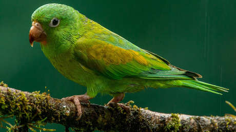 VIDEO: Una mujer regala un perico al presidente López Obrador arrojándolo en su vehículo