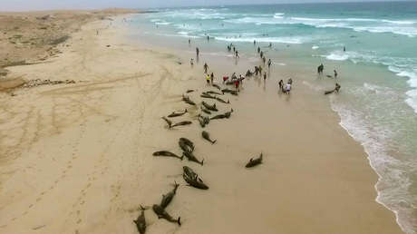 VIDEO: Más de 130 delfines mueren en una isla de África por causas desconocidas
