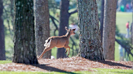 VIDEO: Un ciervo salta por encima de una mujer que repostaba su auto en EE.UU.