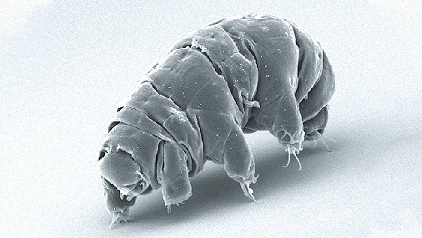 Descubren cómo funciona una proteína presente en los osos de agua que los hace 'invencibles'