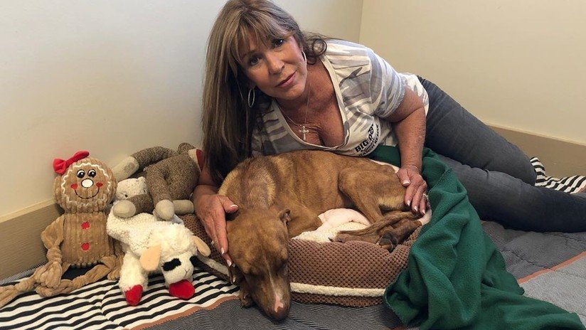 Rescatan a un cachorro atrapado casi un mes bajo los escombros de un edificio tras el paso del huracán Dorian en Bahamas